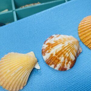 Scallop Shell Art